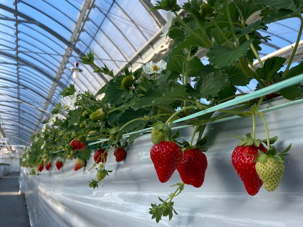 超特割！【愛知／日進／いちご狩り】〈2025/5/7～2025/5/31〉いちご