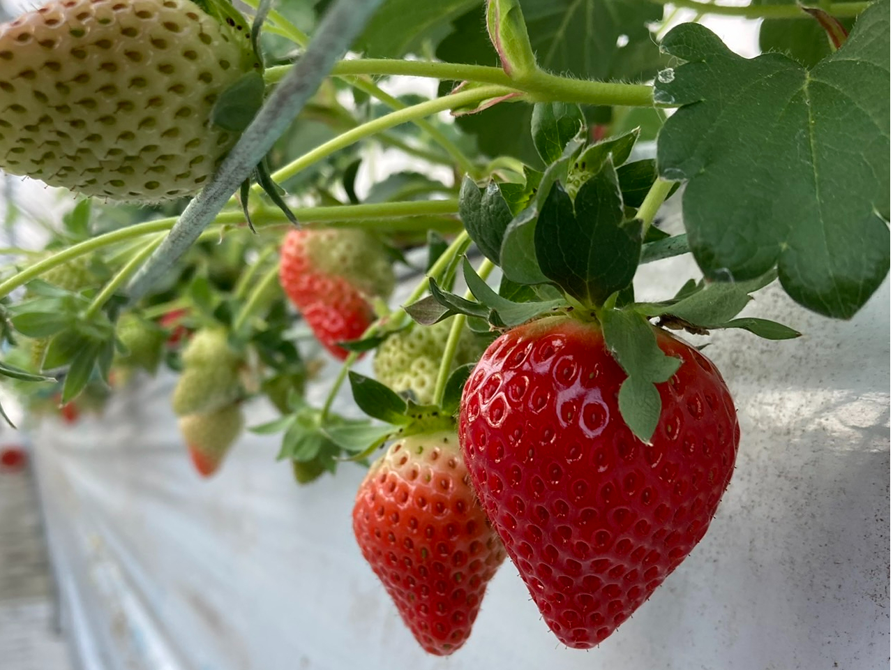 超特割！【愛知／日進／いちご狩り】〈2025/5/7～2025/5/31〉いちご