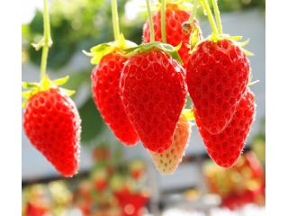 美味しいいちごをたっぷり召し上がってくださいね♪