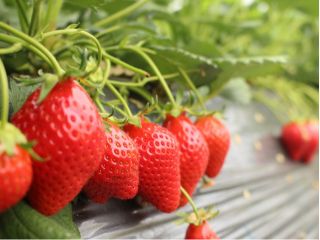 苺園かめハウスは土づくりからこだわり、日々試行錯誤しながら土壌栽培に励んでいます!皆様のご来園を心よりお待ちしております。