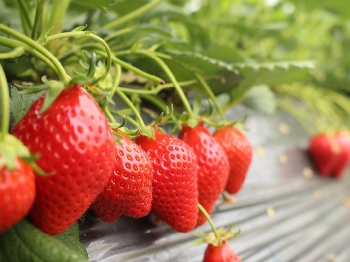 䕉����߃n�E�X�͓y�Â��肩�炱�����A���X���s���낵�Ȃ���y��͔|�ɗ��ł��܂��I�F�l�̂�������S��肨�҂����Ă���܂��B