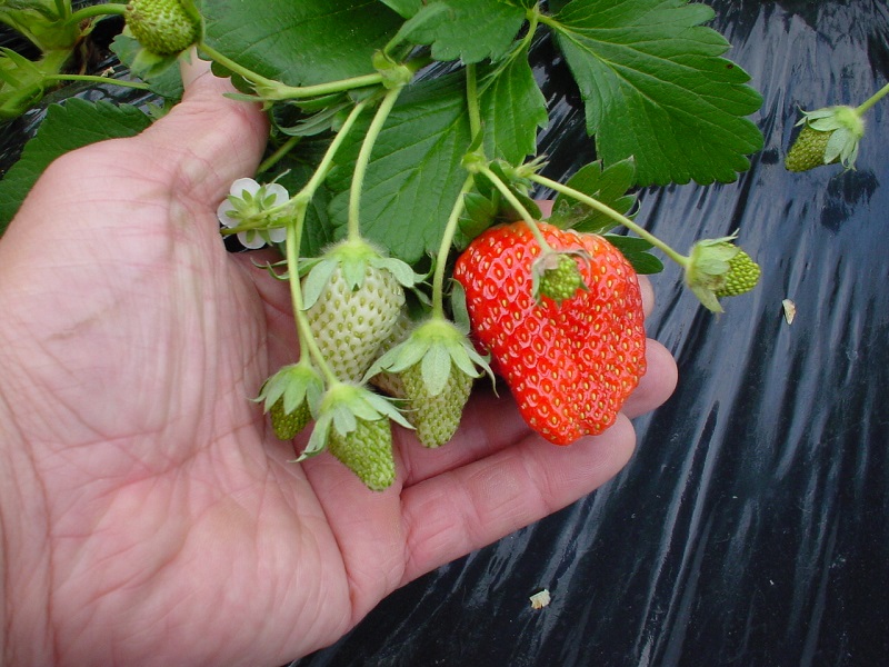 �Q�n�����܂�̃C�`�S�u��悢�Ђ߁v�́A�T�C�Y���傫�߂ŉʔ�̐F�͏����I�����W������������߂̐ԐF�����Ă��܂��B 