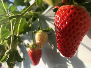【コロナ対策実施中】1月4日~4月9日●いちご狩り●章姫&紅ほっぺ食べ比べ!食べ放題!40分間※場所は必ずじゃらん上の地図をご確認ください