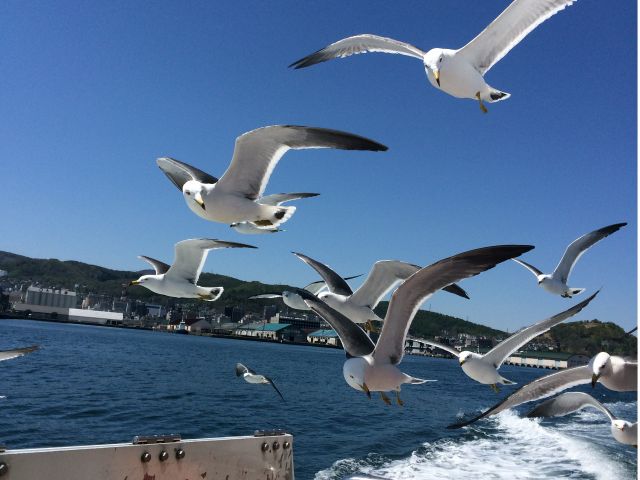 小樽港 祝津 祝津航路 小樽海上観光船でかもめと遊ぼう 小樽海上観光船 じゃらん遊び体験 小樽港 祝津 祝津航路 小樽海上観光船でかもめと遊ぼう 小樽海上観光船 じゃらん遊び体験