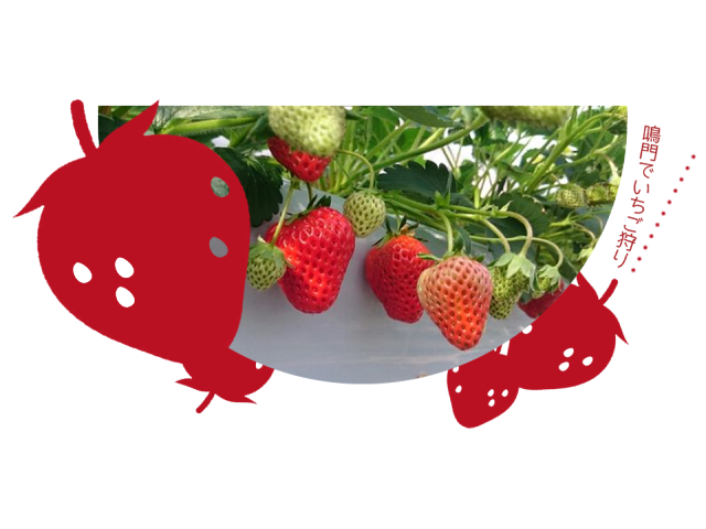 1月4日 5月5日 安心安全のこだわりオリジナル肥料使用 60分食べ放題のいちご狩り ゆうファーム じゃらん遊び体験