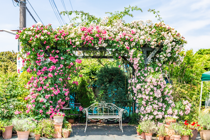 �o���̃A�[�`�i5���̗l�q�j�I�X�X���ʐ^�X�|�b�g�ł��I