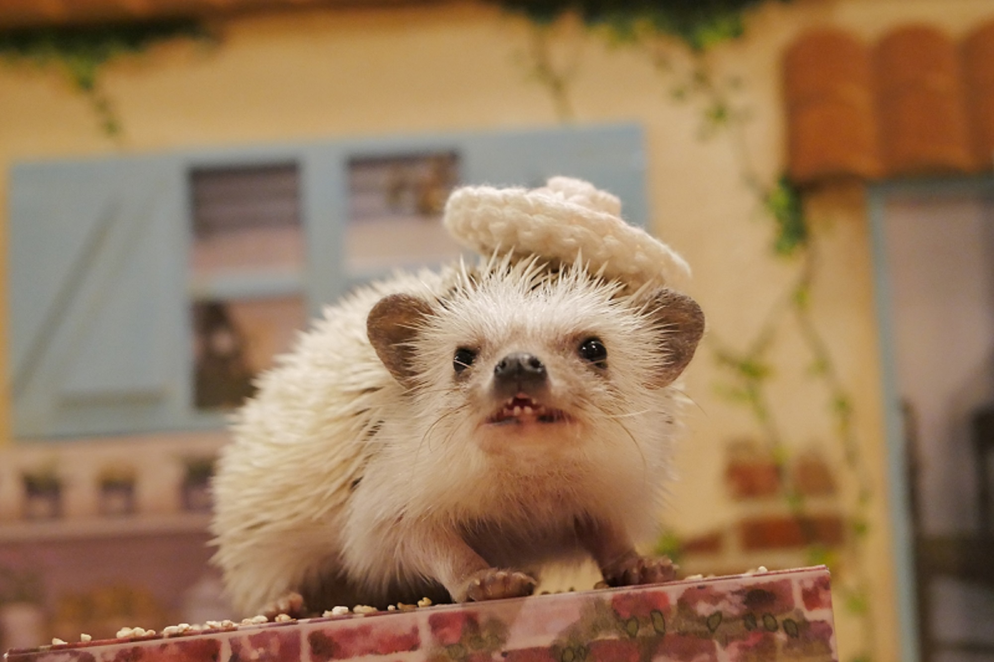 おしゃれなガーデンのハリネズミさん(まるちゃん)