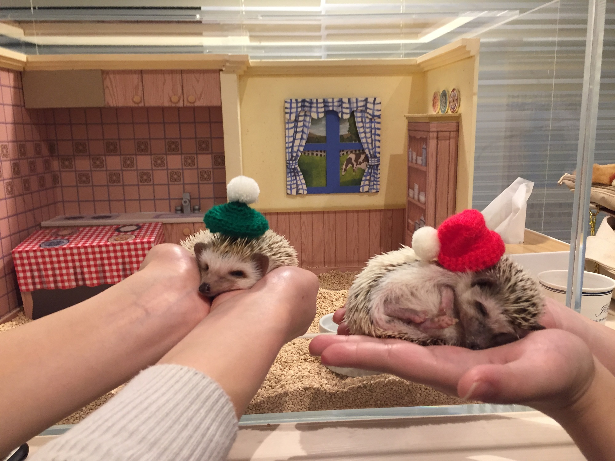 抱っこしてあげると手の上で寝てしまうことも・・・!!