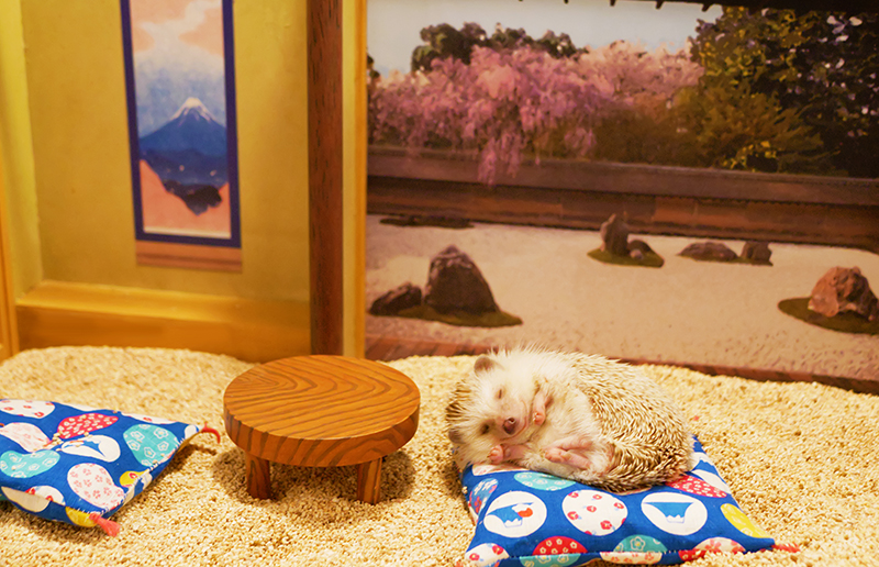 とってもかわいい姿に癒されます♪