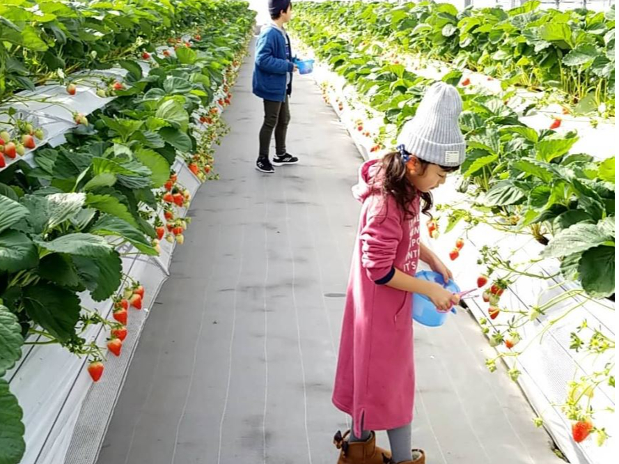 【徳島 いちご狩り】<<四国最大級!>>美味しいいちごが60分間食べ放題♪♪3品...