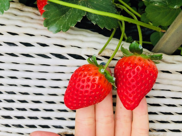 馬頭 茂木 益子 真岡のいちご狩りランキングtop9 じゃらんnet