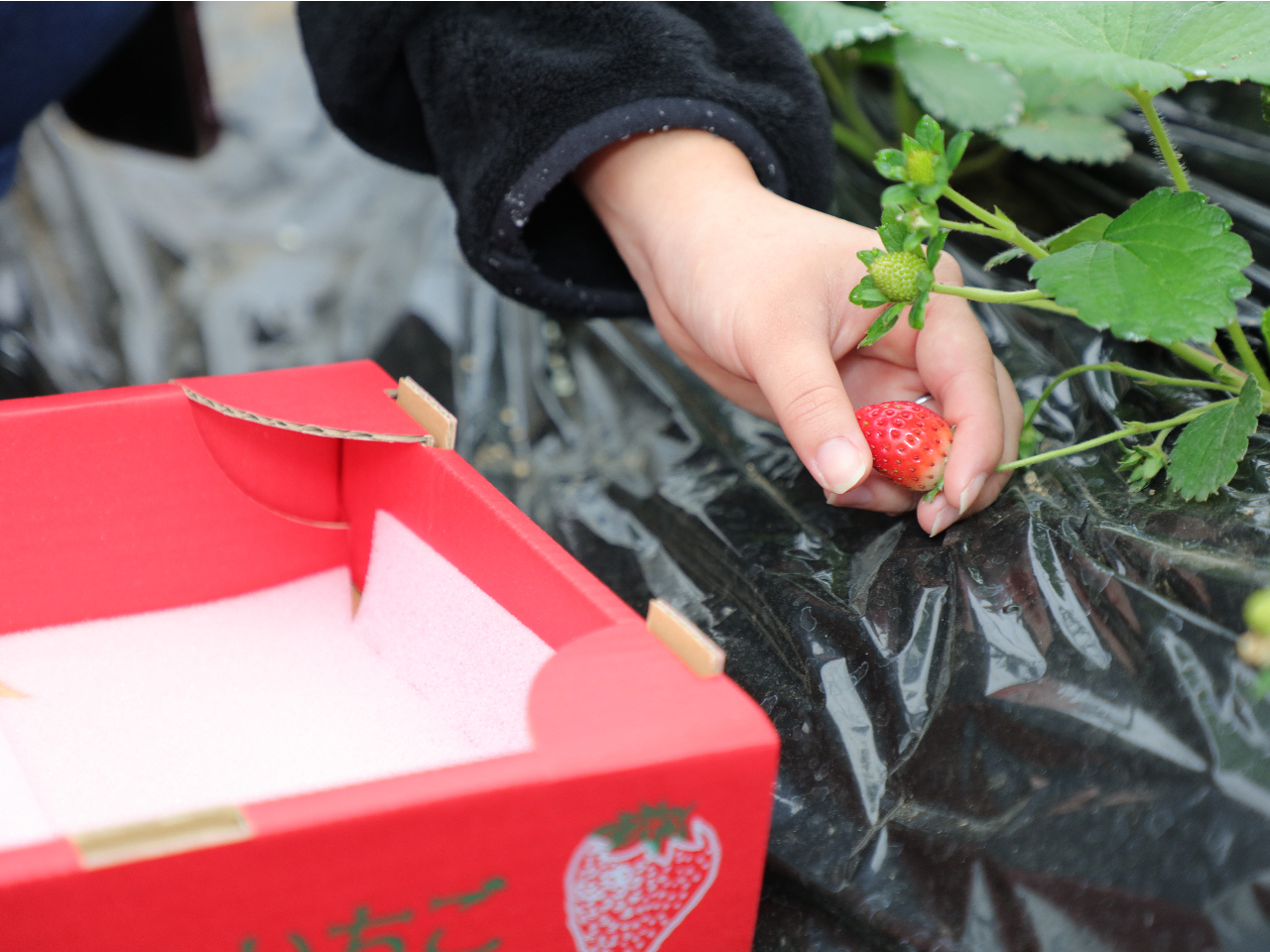 ꗱDȂÎׂEݎ̂Ƃł