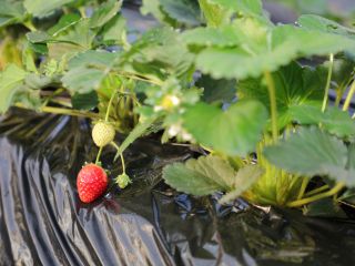【とちおとめ】【とちあいか】【とちひめ】【スカイベリー】【ミルキーベリー】【やよいひめ】【よつぼし】【とうくん】当園では8種のいちごが楽しめます!