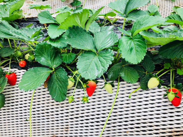 ���{�܂ŐԂ��n������������H�ׂĂ��������ˁ�