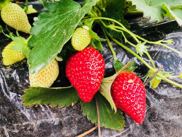 �����Ȃ�ɐ������������ɂ��q�l���勻����