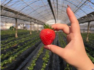 広いハウスの中でいちごを探そう!
