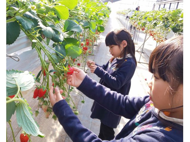 ≪じゃらん限定≫【平日水曜日のみ実施・人気品種あまりん食べ放題