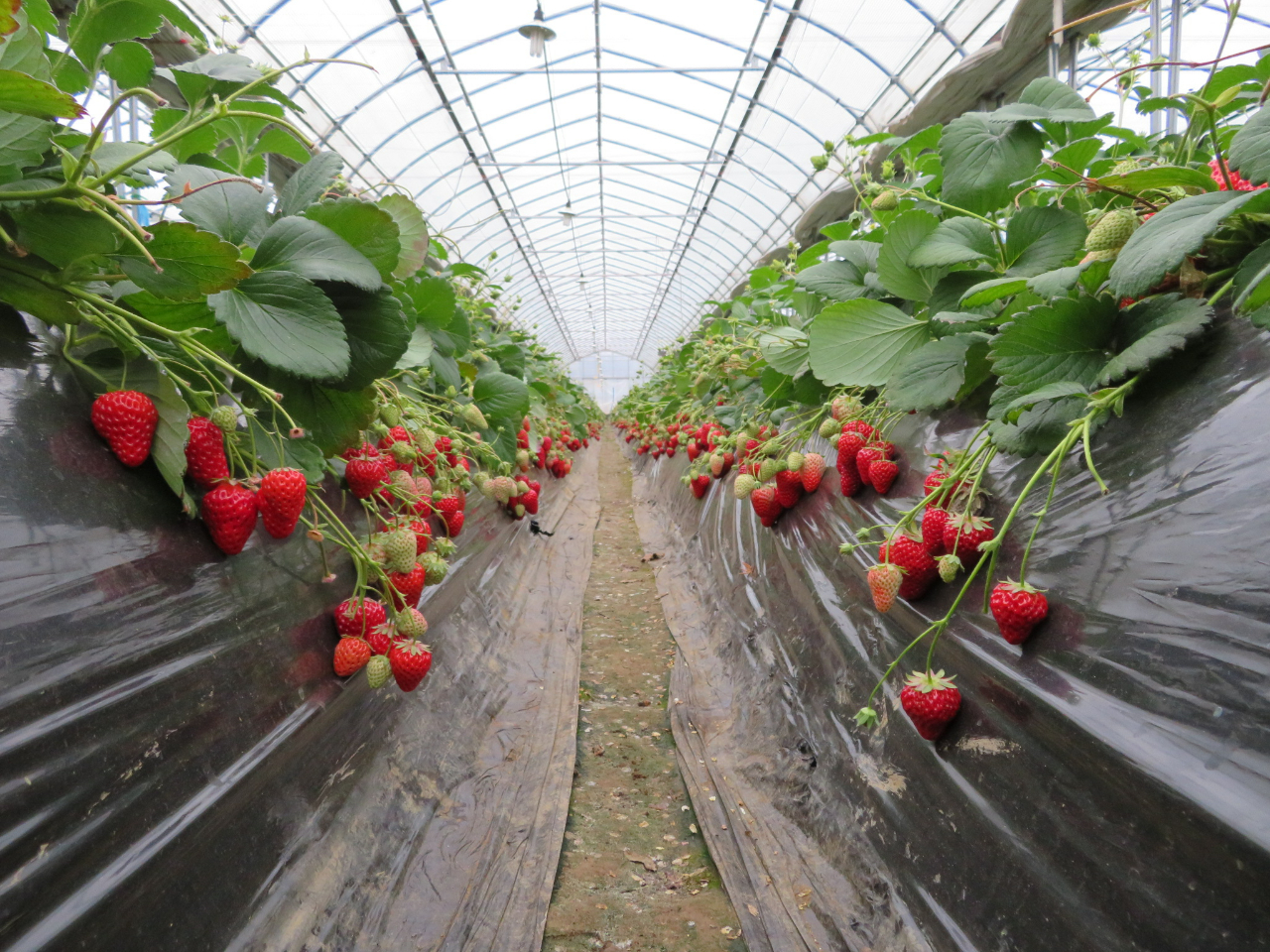 【千葉県・君津市】【章姫・紅ほっぺ|その日に美味しい品種をご提供!】甘くて真っ赤...