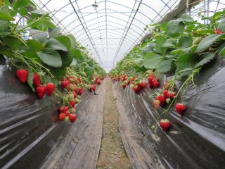 ̂Ȃª‚ç‚Ì“ykÍ”|‚Å”ZŒú‚È‚¢‚¿‚²‚Ì–¡‚í‚¢‚𢂵オ‚êI