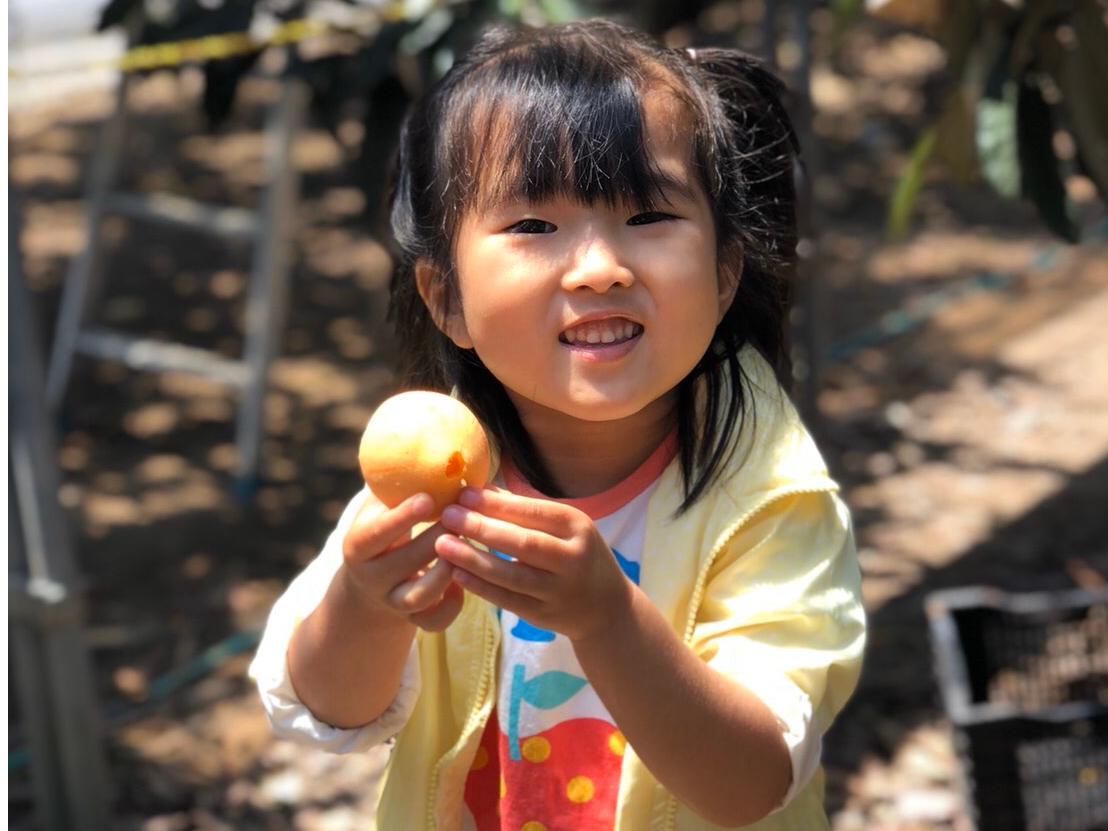 【房州びわ狩り☆30分食べ放題】旬な時期は少しだけ!初夏の訪れを感じる果物を満喫...