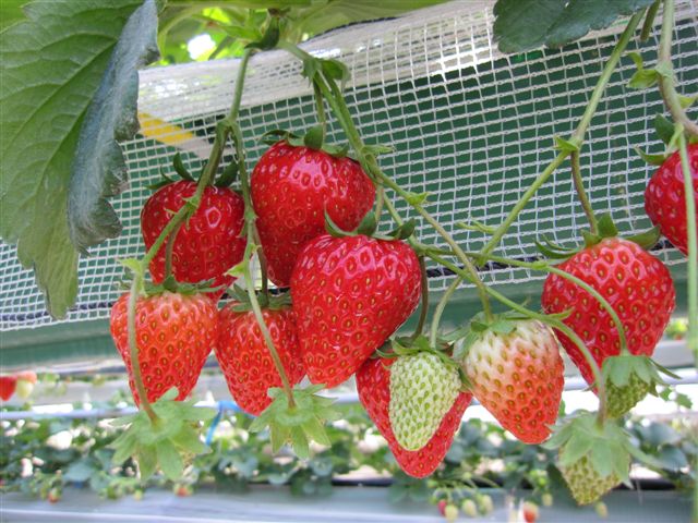 【いちご狩り☆30分食べ放題】甘~いイチゴをおなかいっぱい食べ比べを楽しもう!フ...