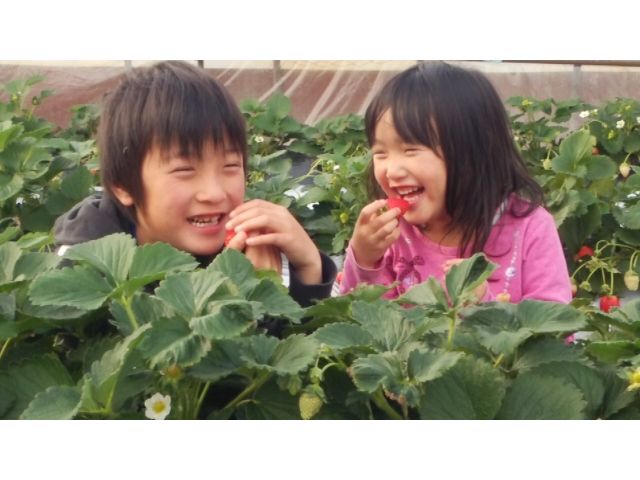 【じゃらん限定★いちご狩り60分食べ放題♪|3月】\コロナ対策で消毒・換気・イートインスペース併設/常時5~10種類をご用意!あなたのお気に入りのいちごを見つけてください!のプラン詳細