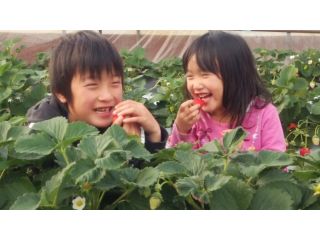 甘いイチゴを60分間、食べ放題です!