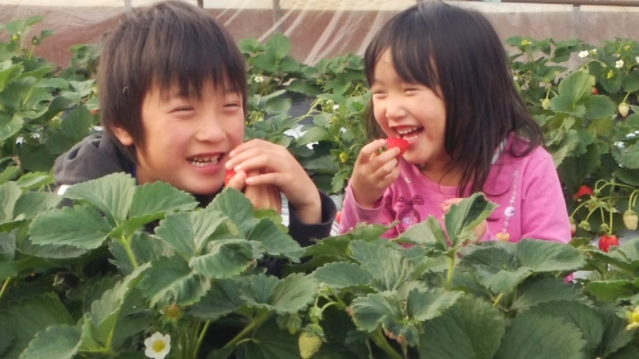 【いちご狩り60分食べ放題♪|3/1~3/22】常時5~10種類をご用意!あなた...