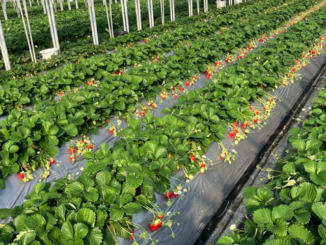 ���������̓y�k�͔|�ł��B