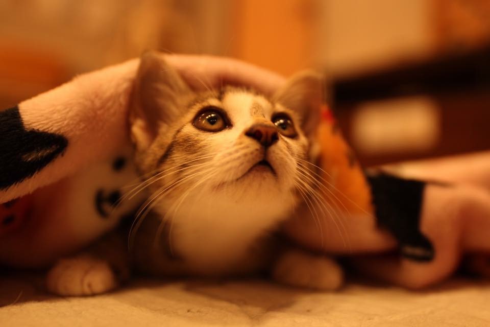 最高でした ねこカフェ にゃおんの口コミ じゃらんnet 最高でした ねこカフェ にゃおんの口コミ じゃらんnet
