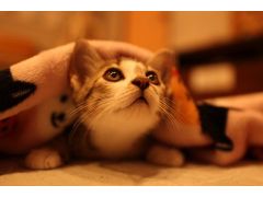 静岡の動物カフェランキングtop10 じゃらんnet 静岡の動物カフェランキングtop10 じゃらんnet