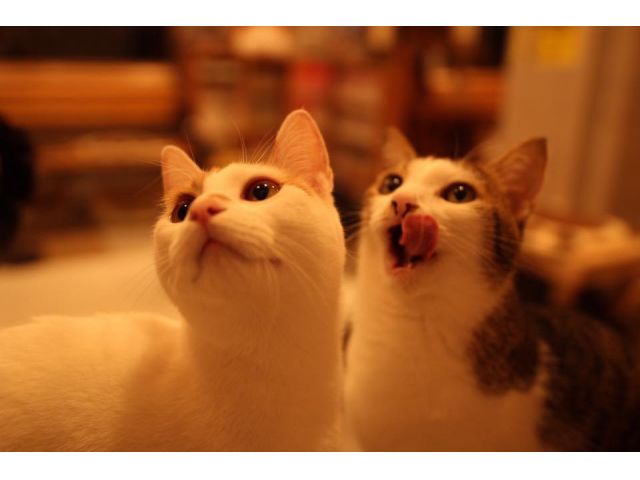 10 割引 伊豆で初の本格ねこカフェ 猫 のおやつ付き 1グループ1個 メディア取材多数 いま話題のスポット ファミリーやカップルにもオススメ ねこカフェ にゃおん じゃらん遊び体験 10 割引 伊豆で初の本格ねこカフェ 猫 のおやつ付き 1グループ1個 メディア取材多数 いま話題のスポット ファミリーやカップルにもオススメ ねこカフェ にゃおん じゃらん遊び体験