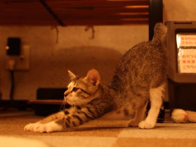 10 割引 伊豆で初の本格ねこカフェ 猫 のおやつ付き 1グループ1個 メディア取材多数 いま話題のスポット ファミリーやカップルにもオススメ ねこカフェ にゃおん じゃらん遊び体験 10 割引 伊豆で初の本格ねこカフェ 猫 のおやつ付き 1グループ1個 メディア取材多数 いま話題のスポット ファミリーやカップルにもオススメ ねこカフェ にゃおん じゃらん遊び体験