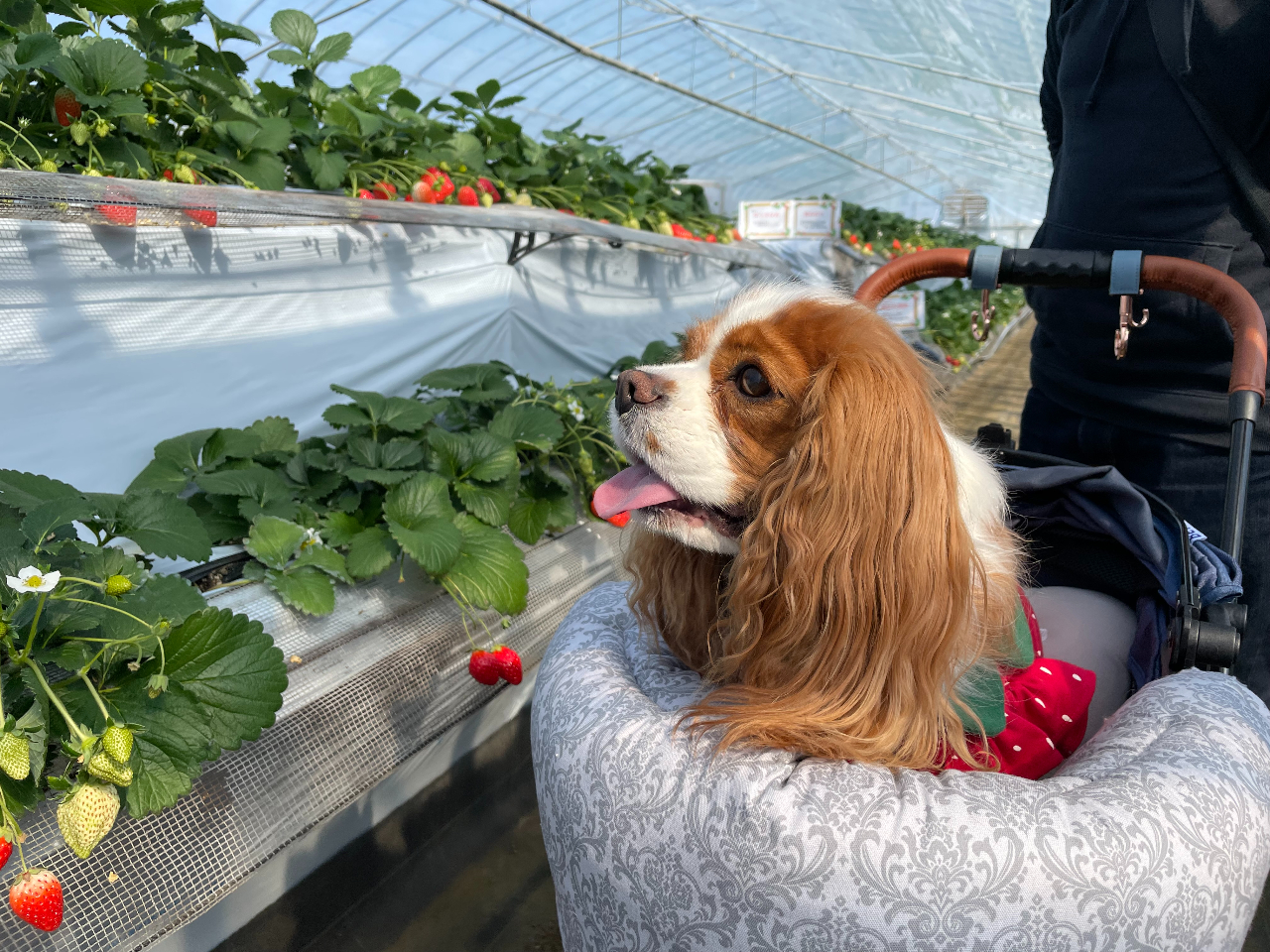 【愛犬連れ限定】★人気施設グランプリ4年連続入賞★4/6~4/24【 黒いちごを...