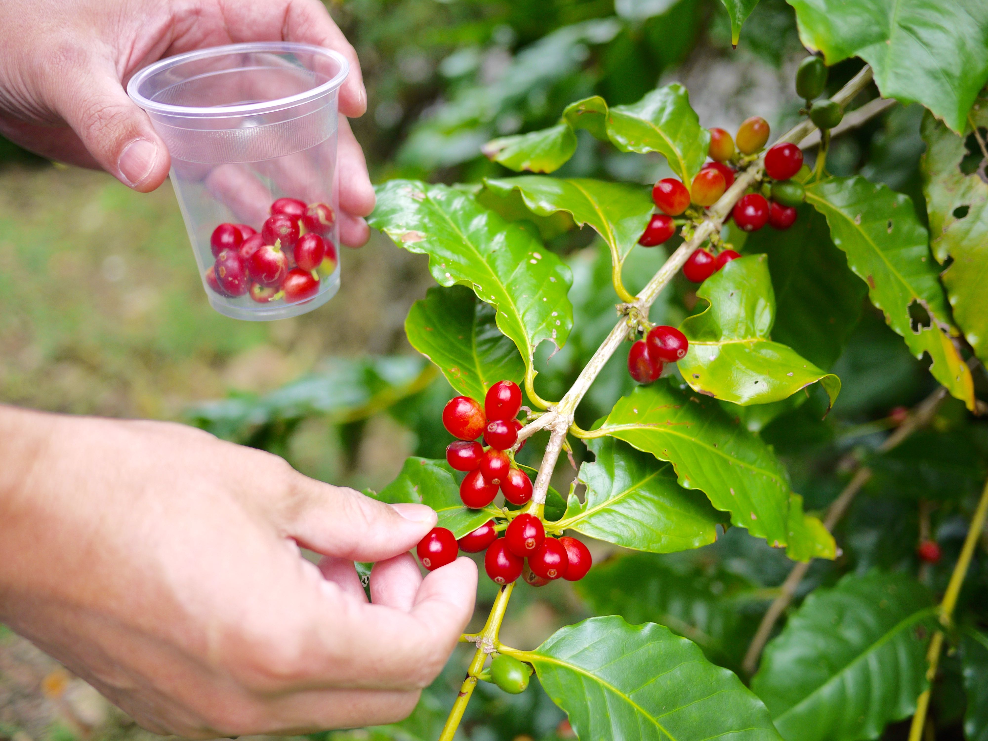 Cafe Gyutto 予約 アクセス 割引クーポン じゃらんnet
