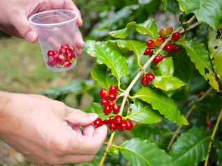 自分で摘んだコーヒーの実から1杯のコーヒーを作るという体験 中山コーヒー園 Cafe Gyutto Cafe Gyutto じゃらん遊び体験 自分で摘んだコーヒーの実から1杯のコーヒーを作るという体験 中山コーヒー園 Cafe Gyutto Cafe Gyutto じゃらん遊び体験