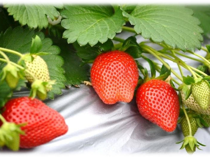 じゃらん限定【60分間☆いちご食べ放題♪】 最大9品種のいちご食べ比べ♪高設栽培...