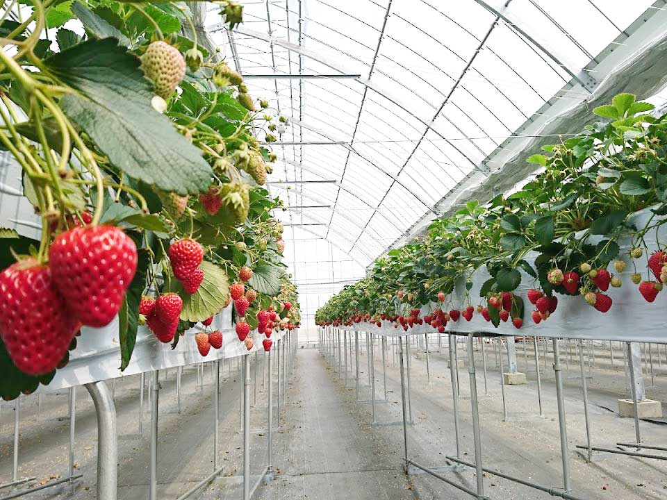 【1/10~5/6】2種のいちご30分食べ放題《練乳無料サービス有♪》地域に愛さ...