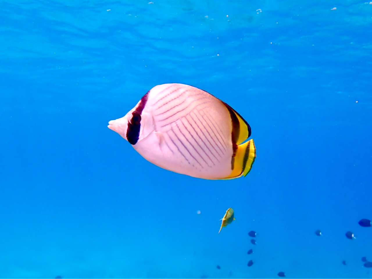 �F�N�₩�ȔM�ы����y���߂܂��I