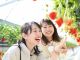 90分間食べ比べ&食べ放題!美味しいいちごを探してハウス内をゆっくりと散策ください♪可愛い形や面白い形のいちごにも出会えるかも…?!