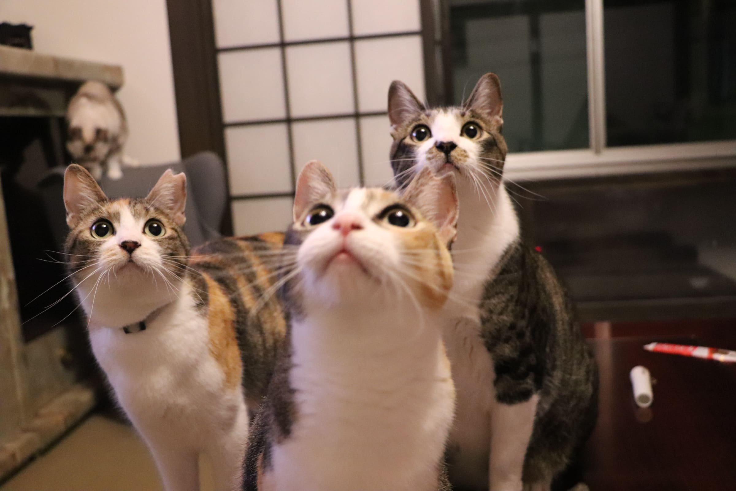 幸せな3時間 保護猫邸スイートホームウリエルの口コミ じゃらんnet