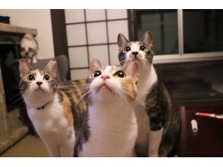 猫ちゃんたちとゆったりお過ごしください