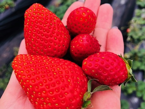 <3/23~4/5>じゃらん限定60分食べ放題♪450坪の大型ハウスで最大12種...