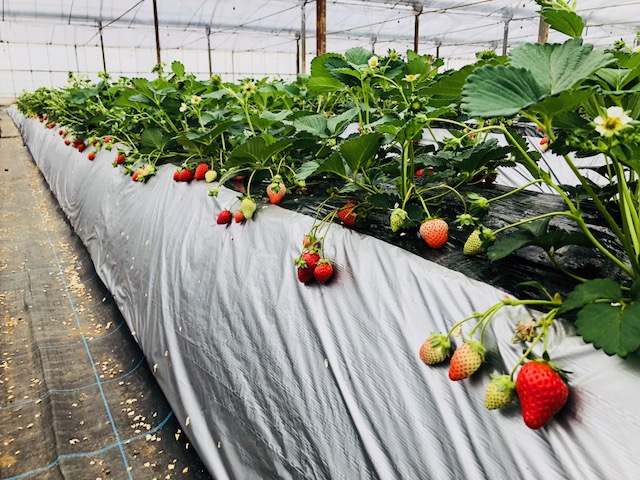 <4/6~5/10>じゃらん限定60分食べ放題♪450坪の大型ハウスで最大12種...