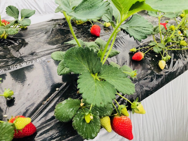 【じゃらんスペシャルウィーク】<4/6~5/10>じゃらん限定60分食べ放題♪4...