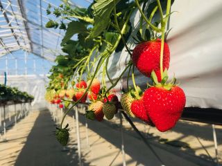 【30分いちご狩り食べ放題!&じゃらん限定予約確約】\*ミルクがいらないくらい甘いいちごが自慢*!!/〈厚木インターから3分〉〜もぎたてのいちごを食べに行こう!