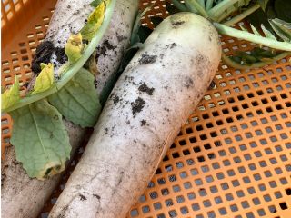 堀たてのだいこんです