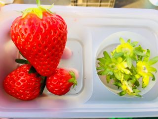 コロナウイルス対策中 いちご狩り30分食べ放題 まさに穴場のいちご狩り 入間のアウトレットやコストコも近くてアクセス良好 ベリーズショップ大樹 じゃらん遊び体験 コロナウイルス対策中 いちご狩り30分食べ放題 まさに穴場のいちご狩り 入間のアウトレットやコストコも近くてアクセス良好 ベリーズショップ大樹 じゃらん遊び体験