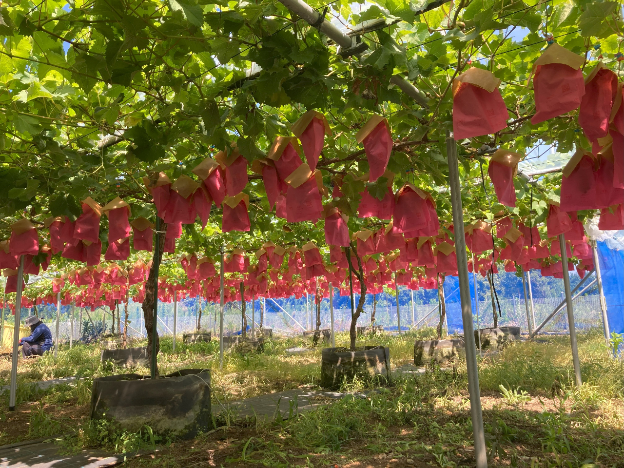 【60分食べ放題】シャインマスカット＋収穫済みブドウ