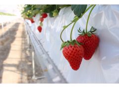 鴻巣市の観光スポットランキングtop10 じゃらんnet 鴻巣市の観光スポットランキングtop10 じゃらんnet